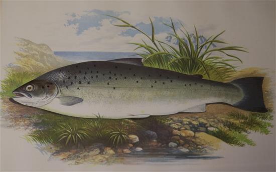 Set 4 fish prints(-)